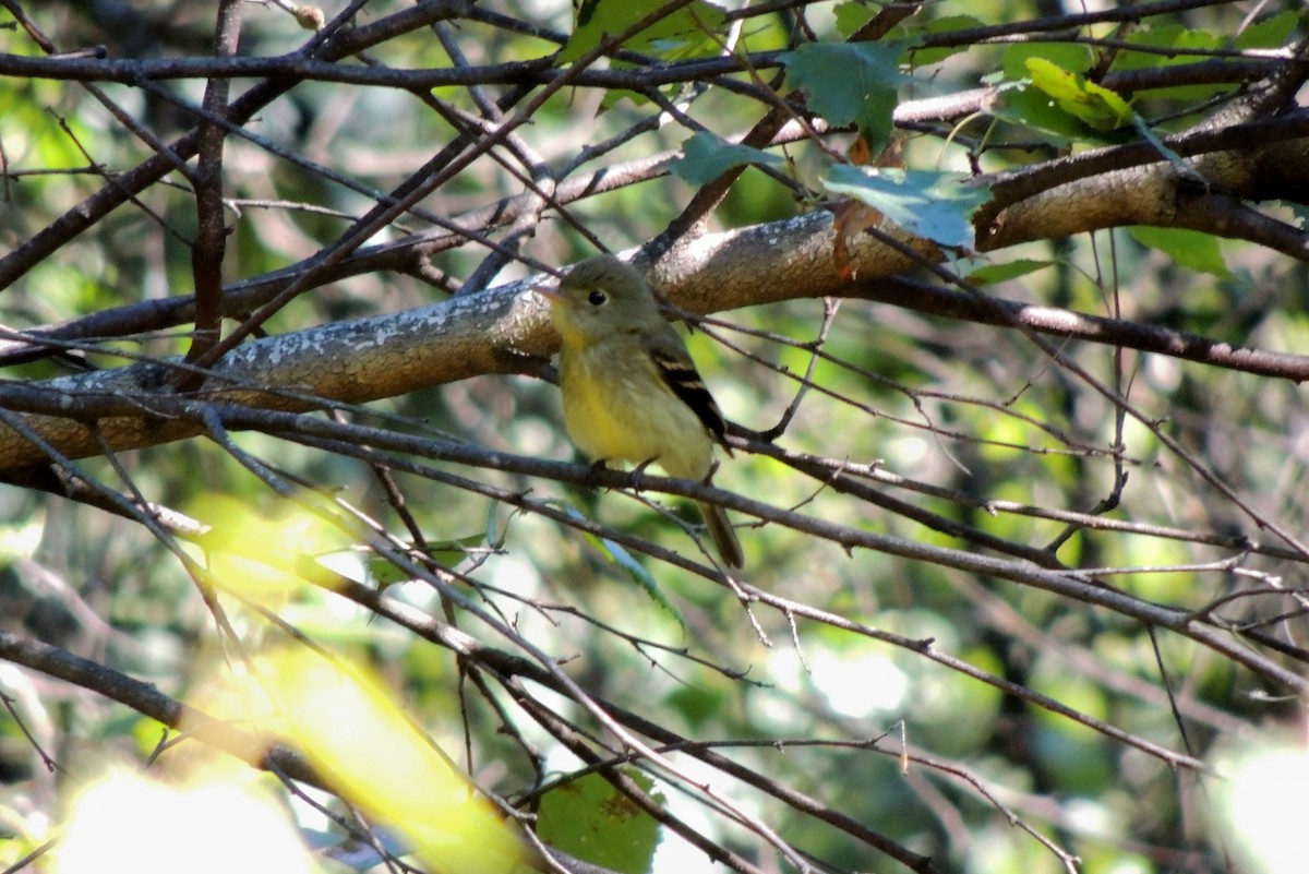 Yellow-bellied Flycatcher - John Haas