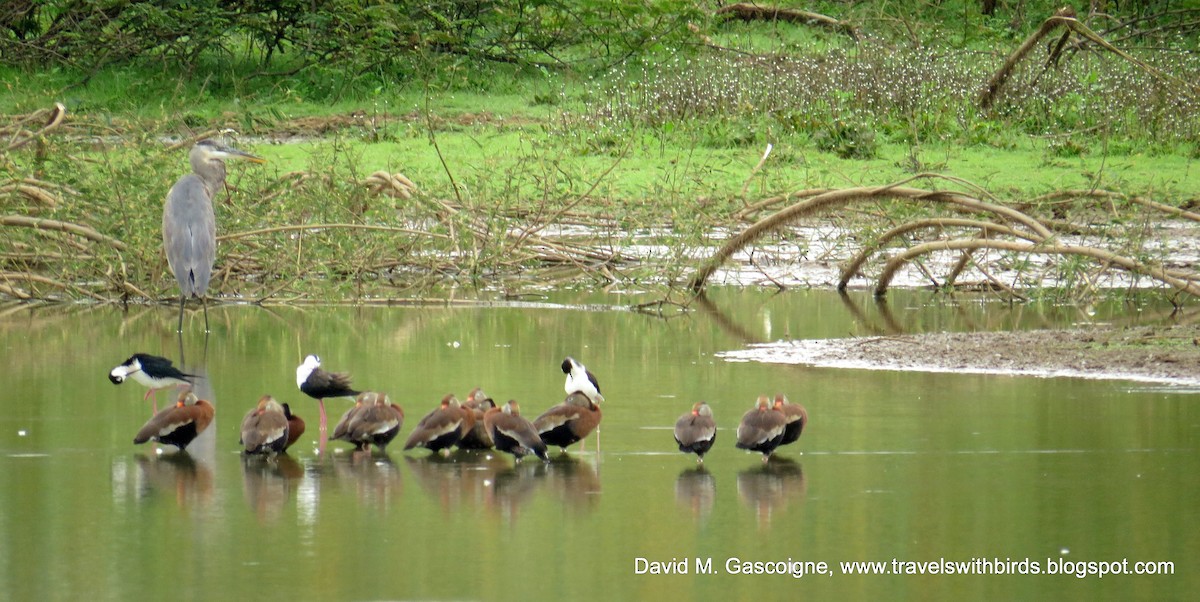 Black-bellied Whistling-Duck (fulgens) - David Gascoigne