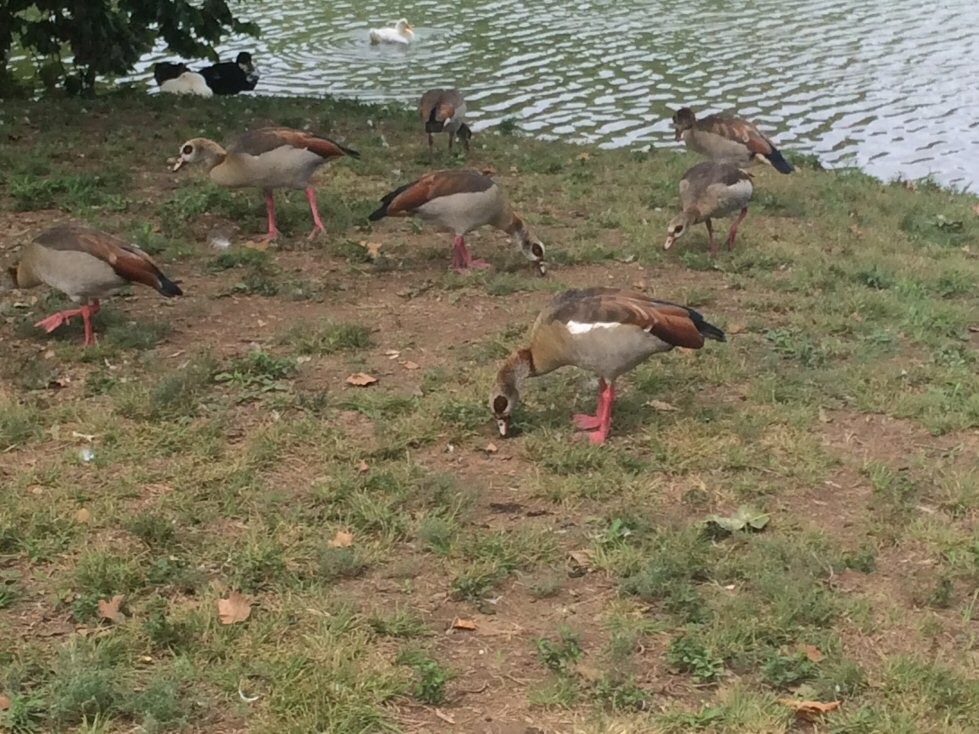 Egyptian Goose - Dan Cowell