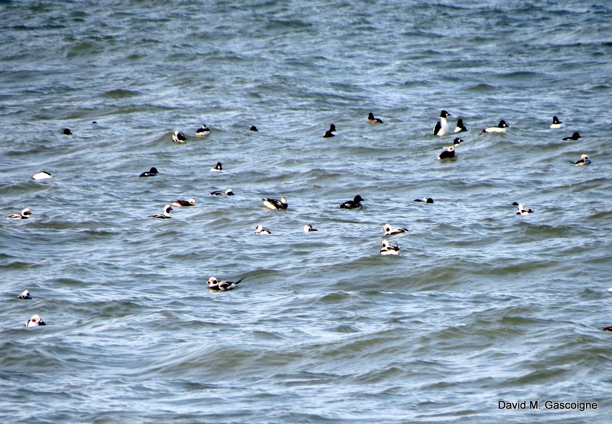 Long-tailed Duck - ML205276991