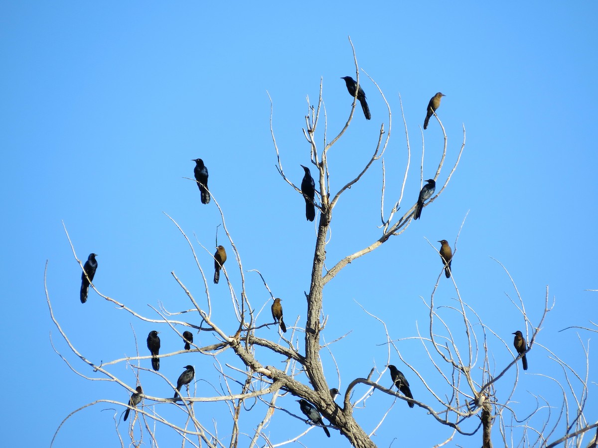 Great-tailed Grackle - Ted Floyd