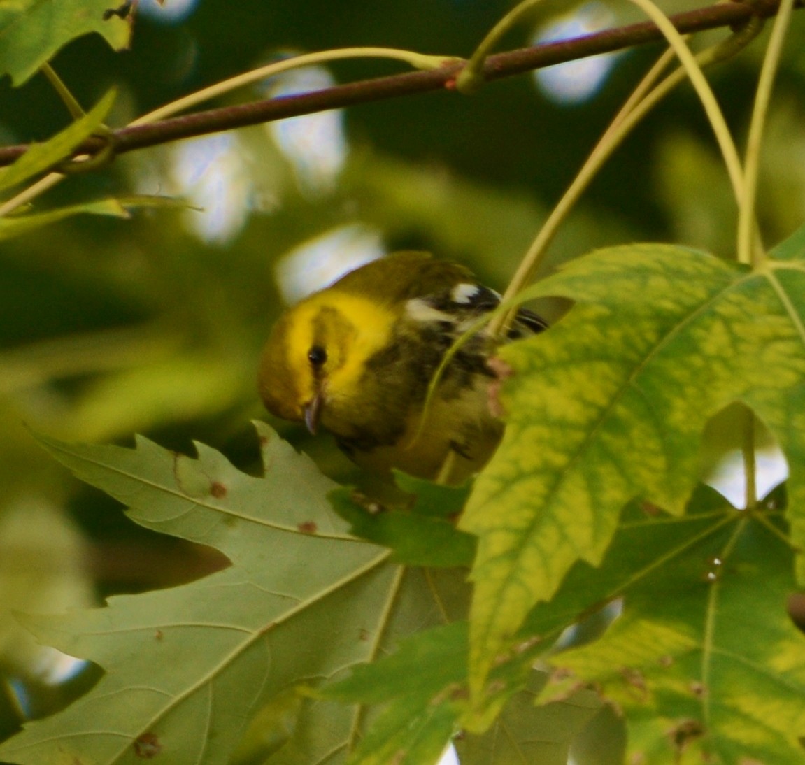 Black-throated Green Warbler - ML20527711