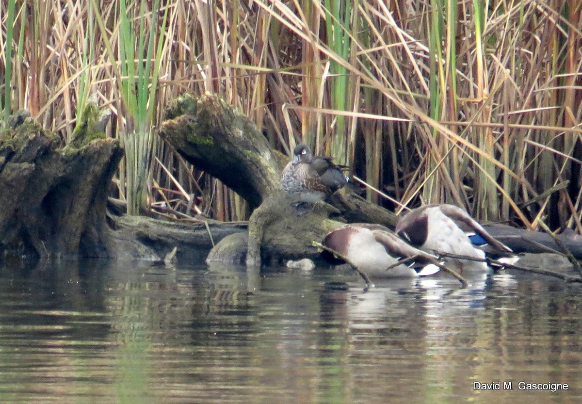 Wood Duck - David Gascoigne