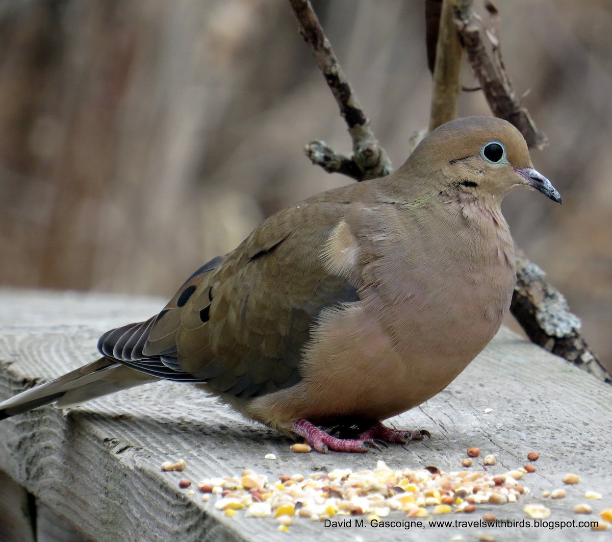 Mourning Dove - ML205278201