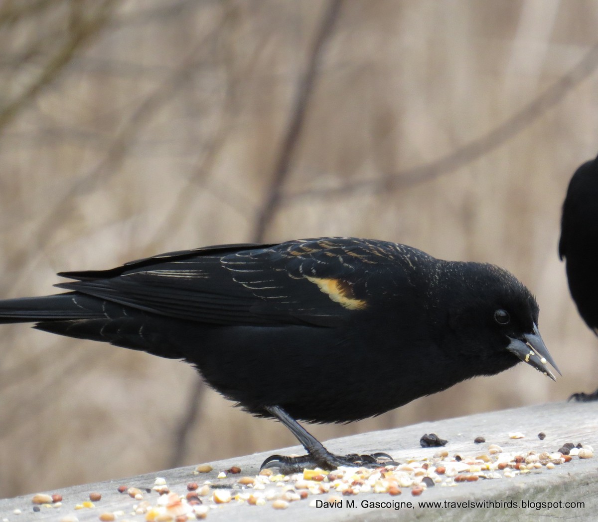 Red-winged Blackbird - David Gascoigne