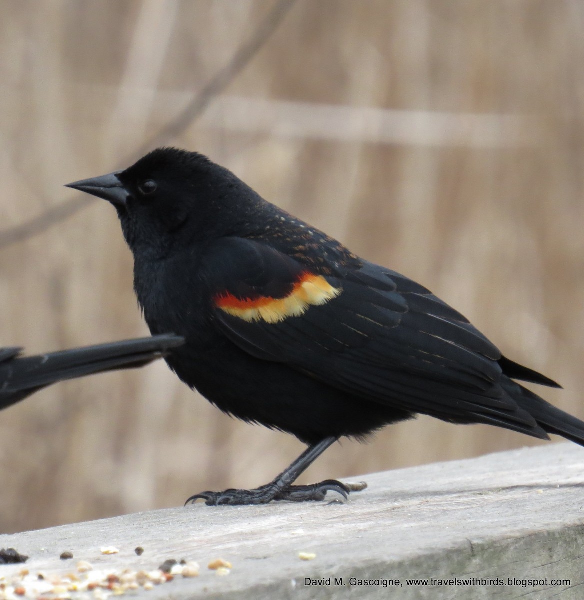 Red-winged Blackbird - ML205278271