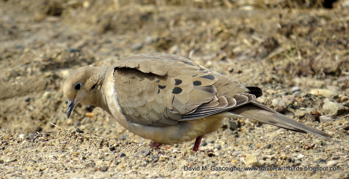 Mourning Dove - ML205279201