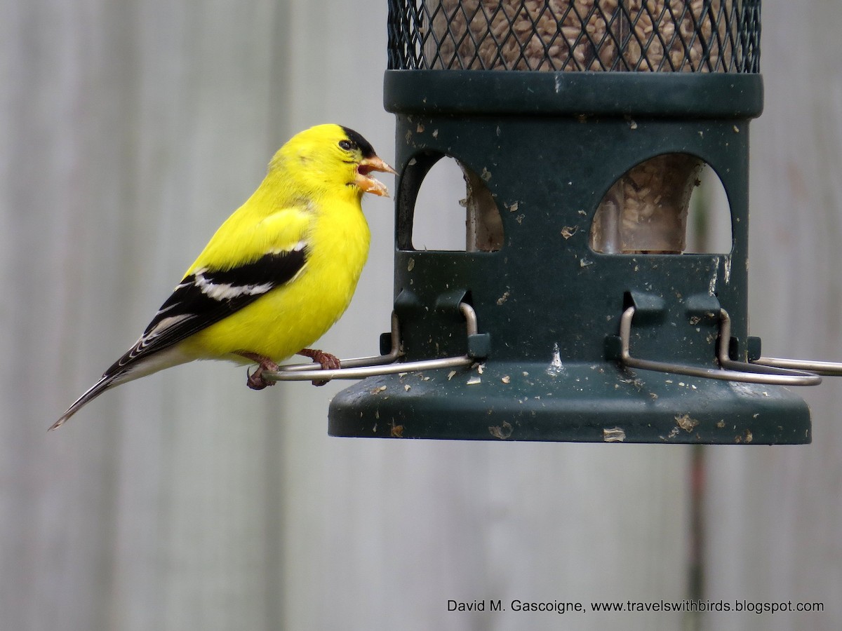 American Goldfinch - David Gascoigne