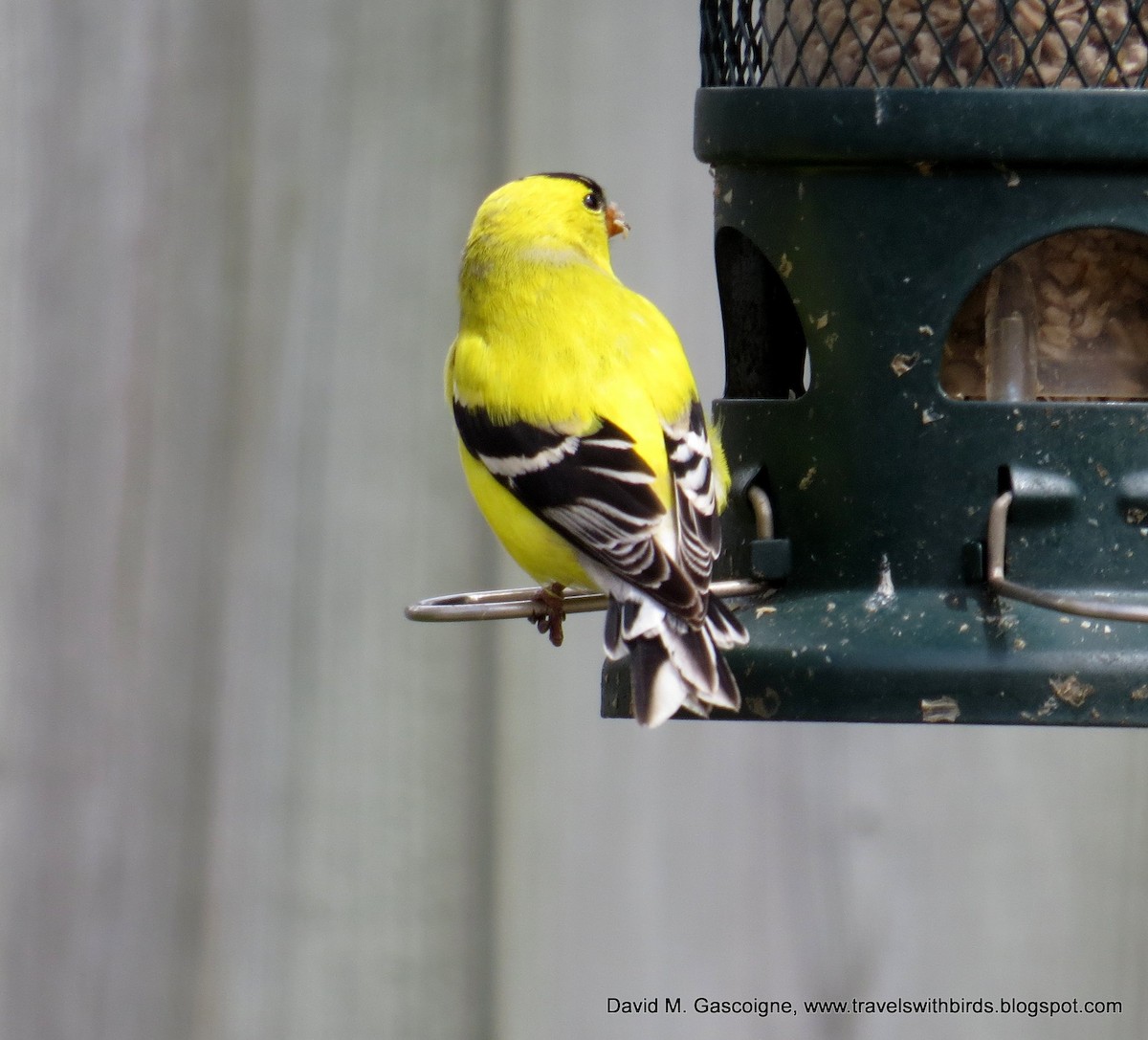 American Goldfinch - ML205279851