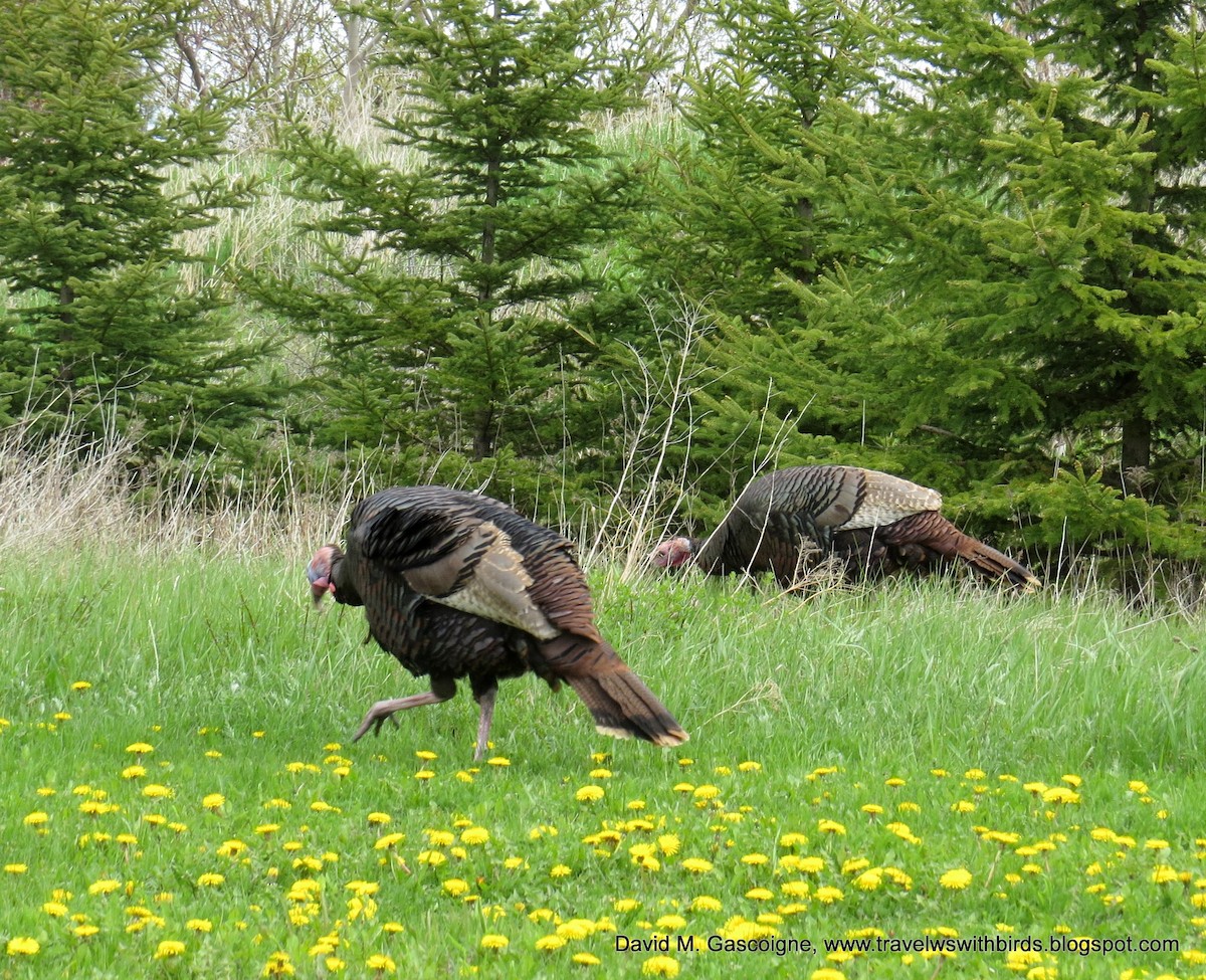 Wild Turkey - David Gascoigne