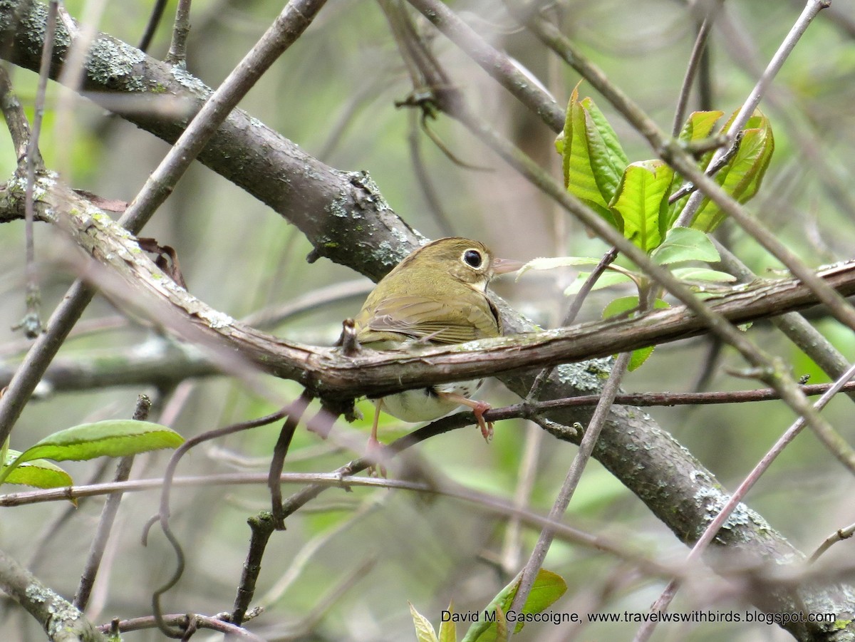 Ovenbird - David Gascoigne