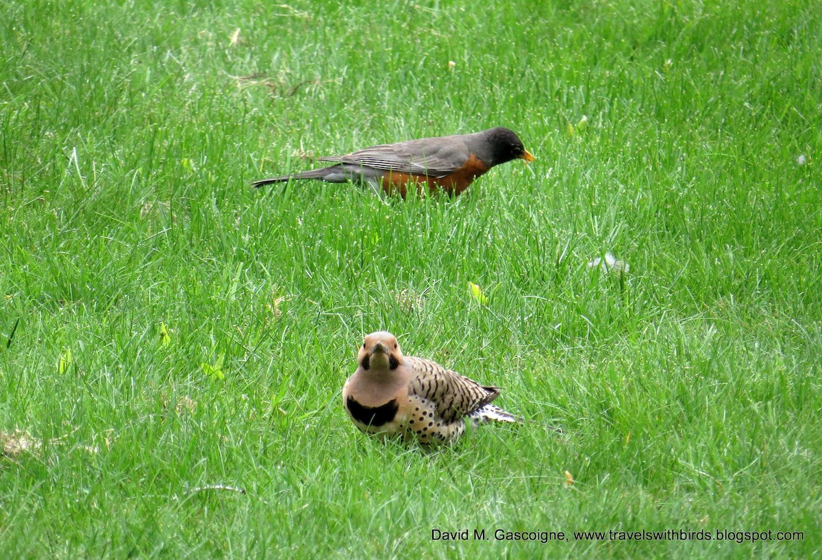 Northern Flicker (Yellow-shafted) - David Gascoigne