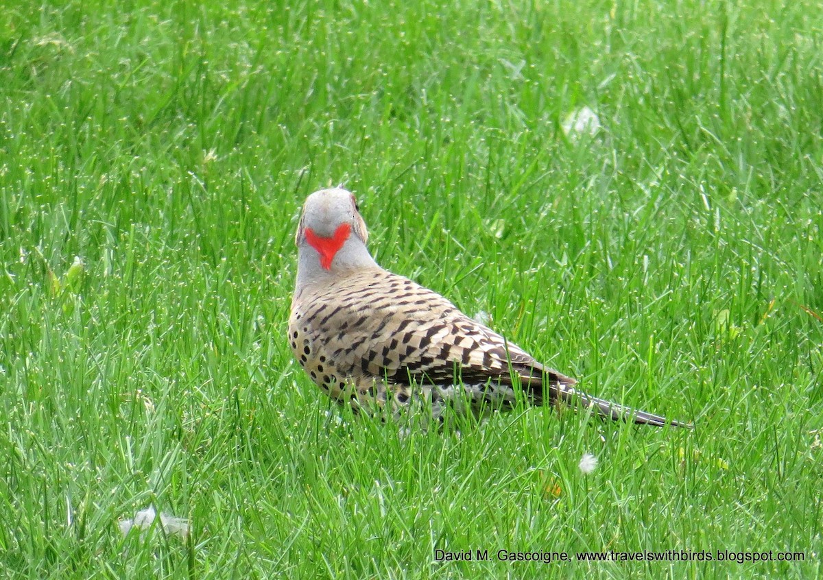 Northern Flicker (Yellow-shafted) - David Gascoigne