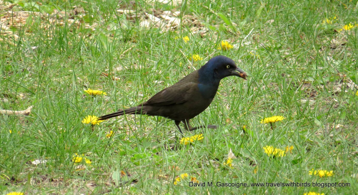 vlhovec lesklý (ssp. versicolor) - ML205280291