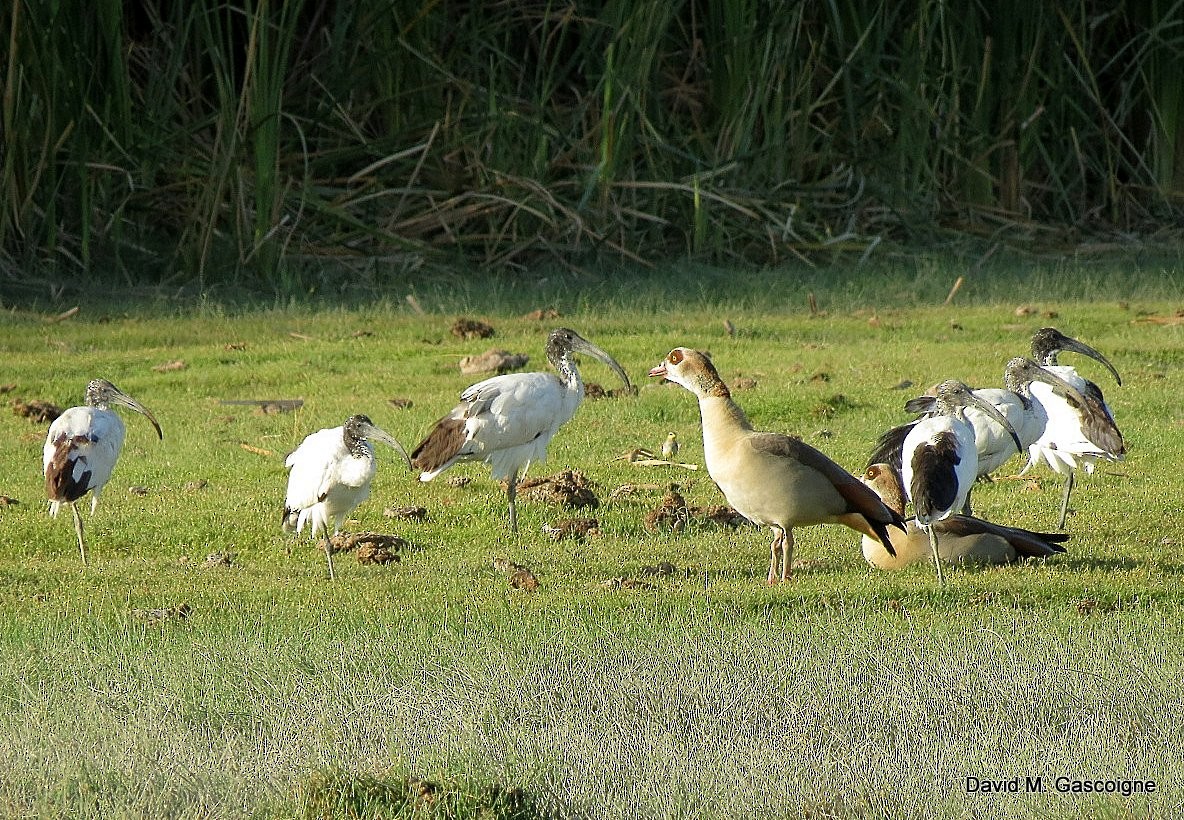 Egyptian Goose - ML205281711