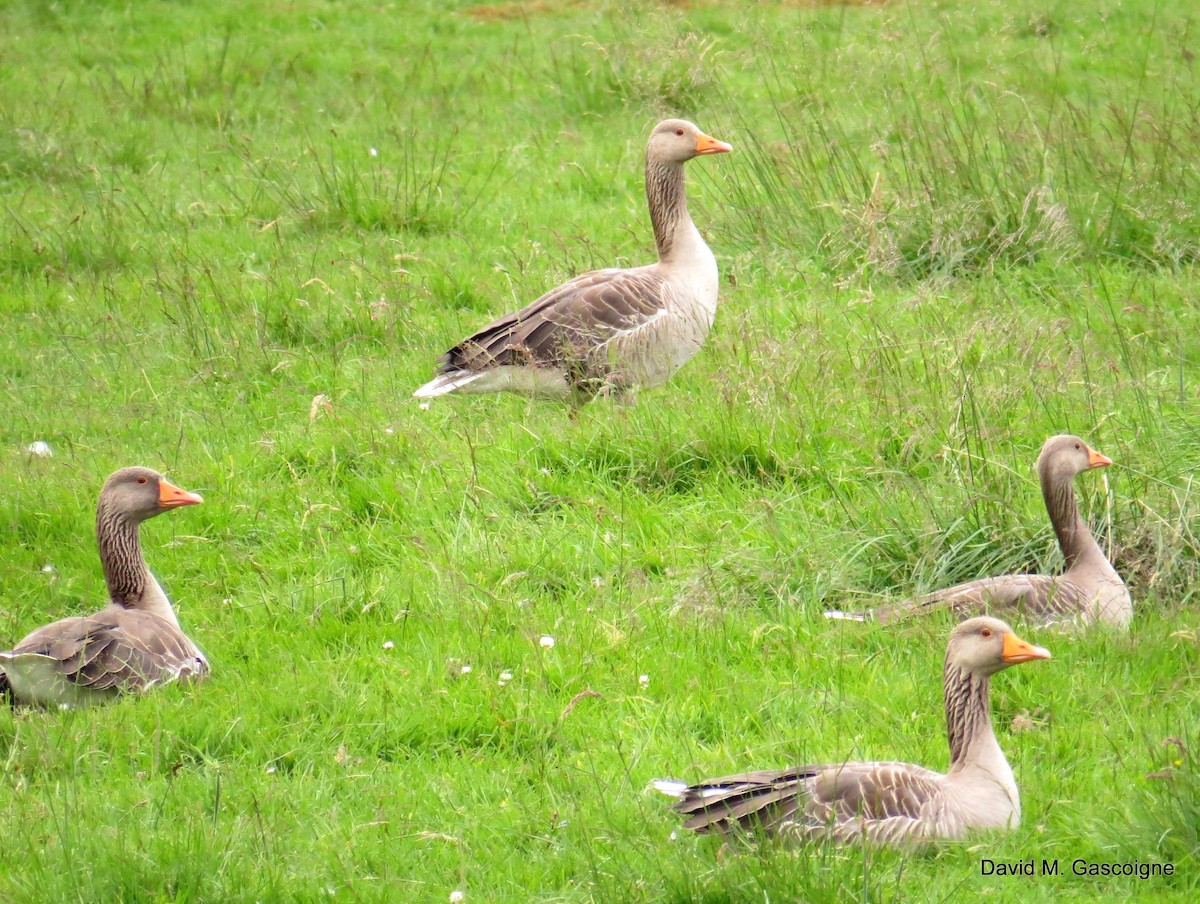 Graylag Goose (European) - David Gascoigne