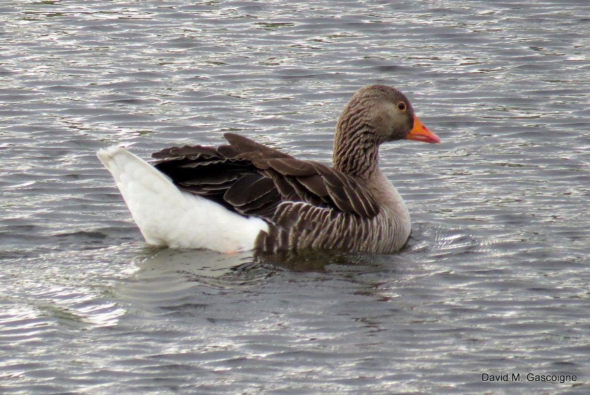 Graylag Goose (European) - ML205281811