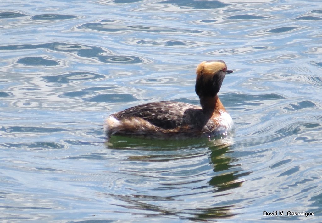 Horned Grebe - David Gascoigne