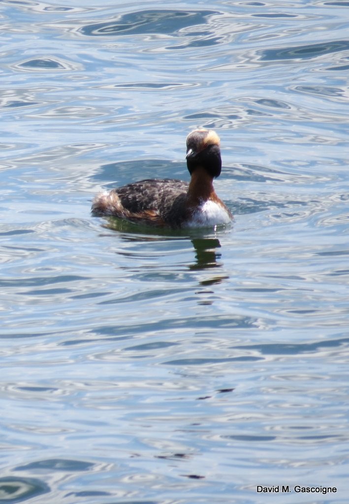 Horned Grebe - David Gascoigne