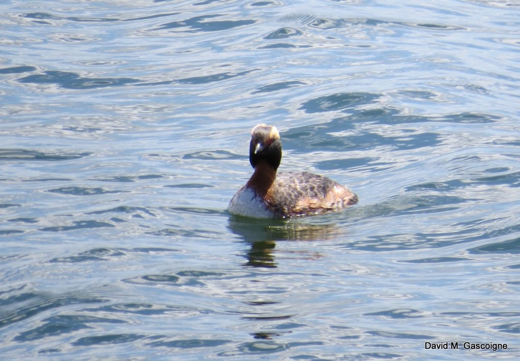 Horned Grebe - David Gascoigne