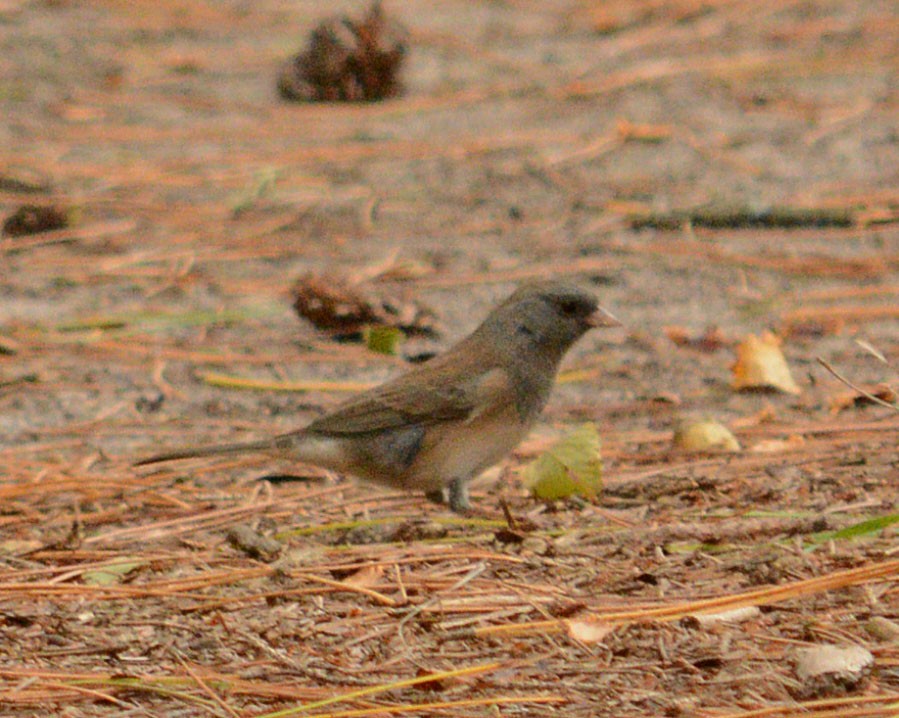 Junco Ojioscuro - ML20528591