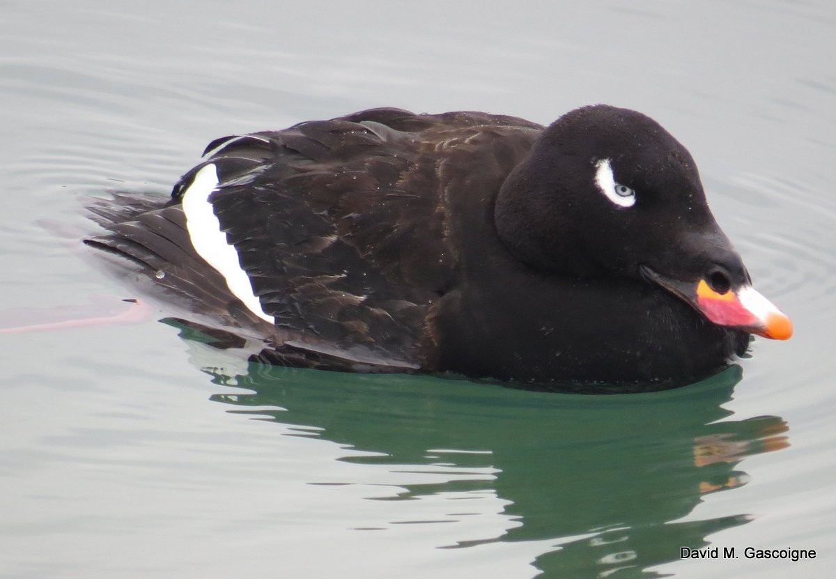 White-winged Scoter - David Gascoigne