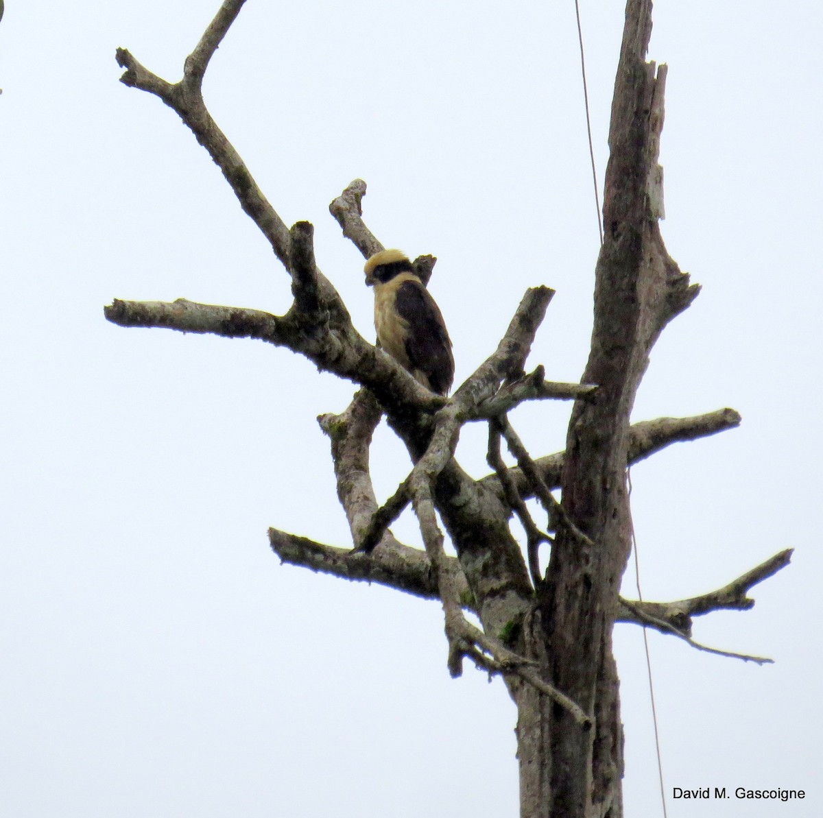 Laughing Falcon - ML205296461