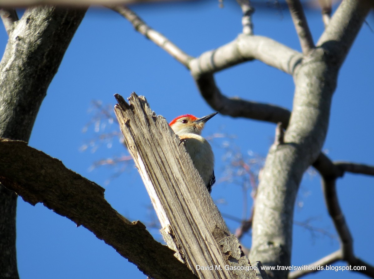 Red-bellied Woodpecker - ML205296661