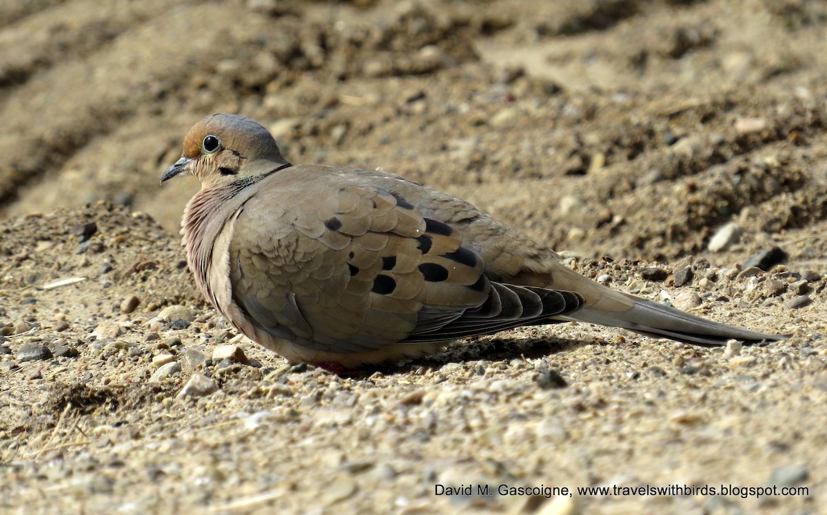 Mourning Dove - ML205296961