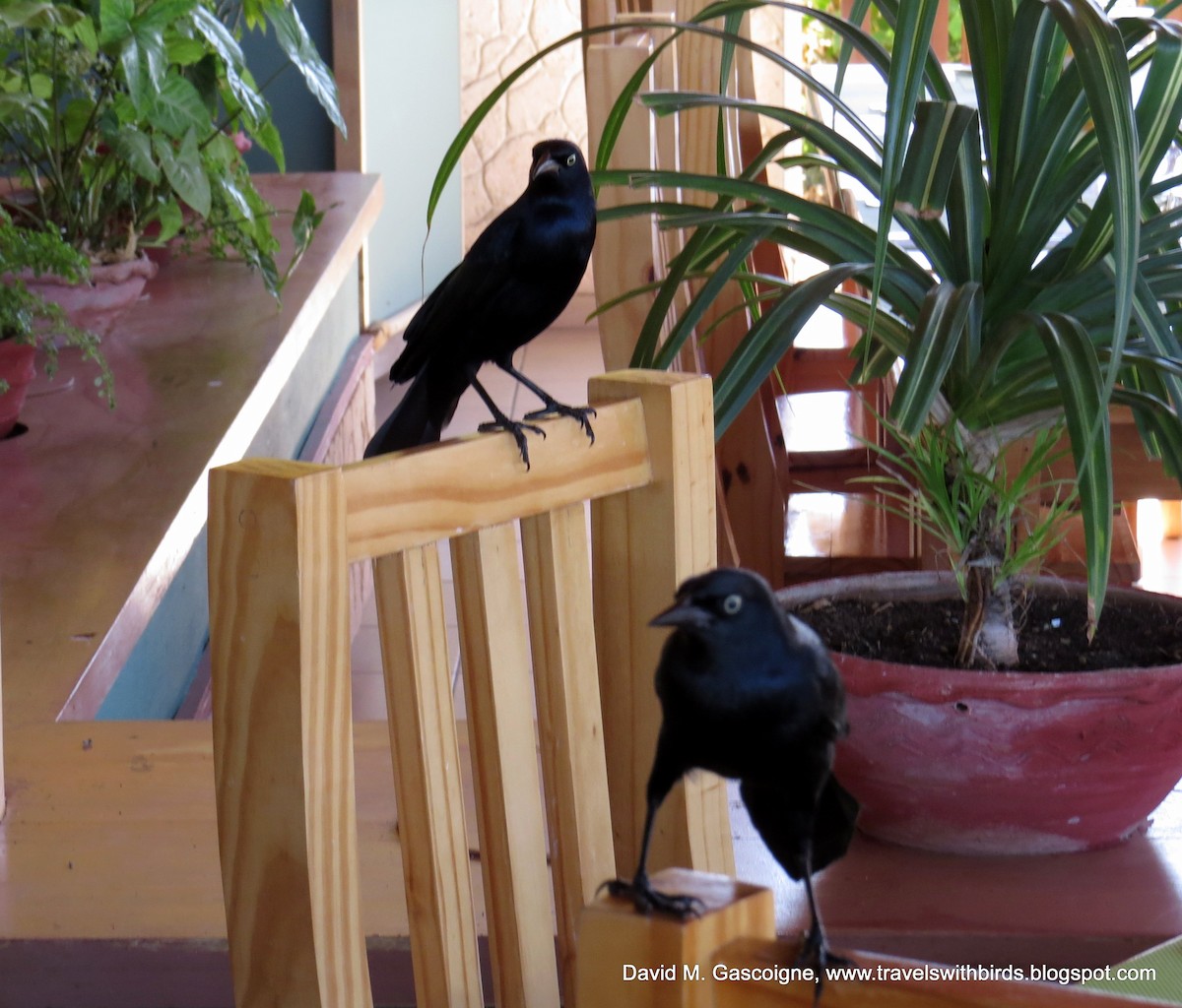 Greater Antillean Grackle - ML205297191