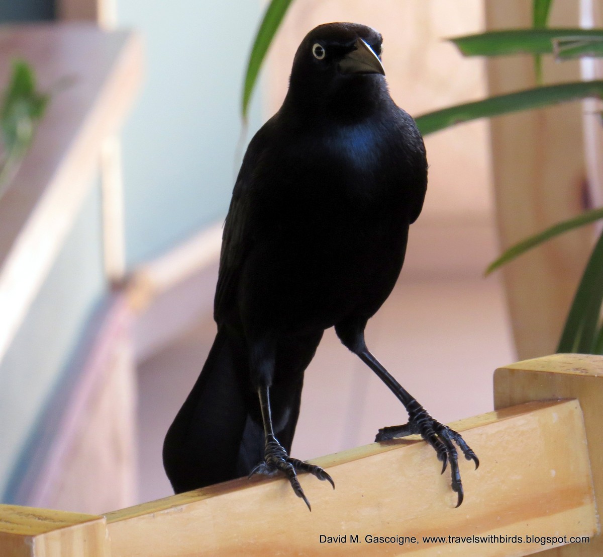 Greater Antillean Grackle - ML205297201