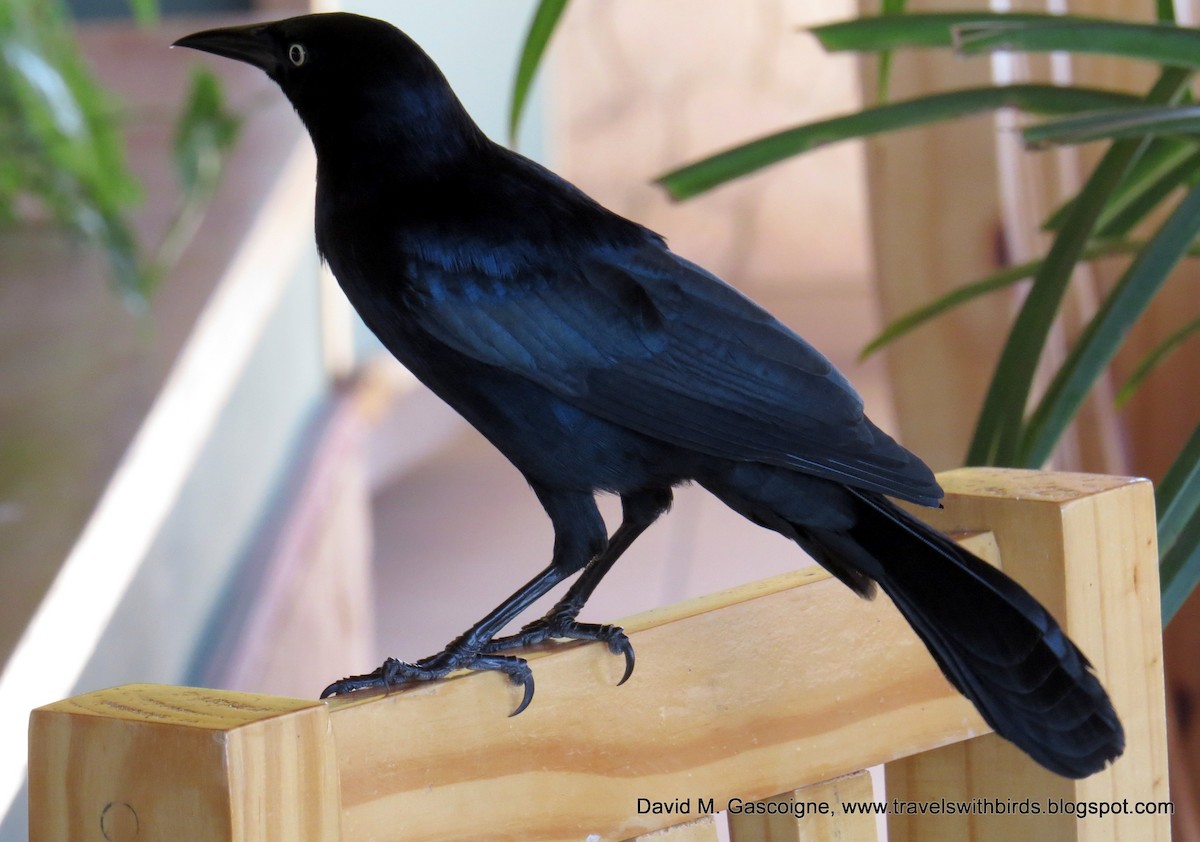 Greater Antillean Grackle - David Gascoigne