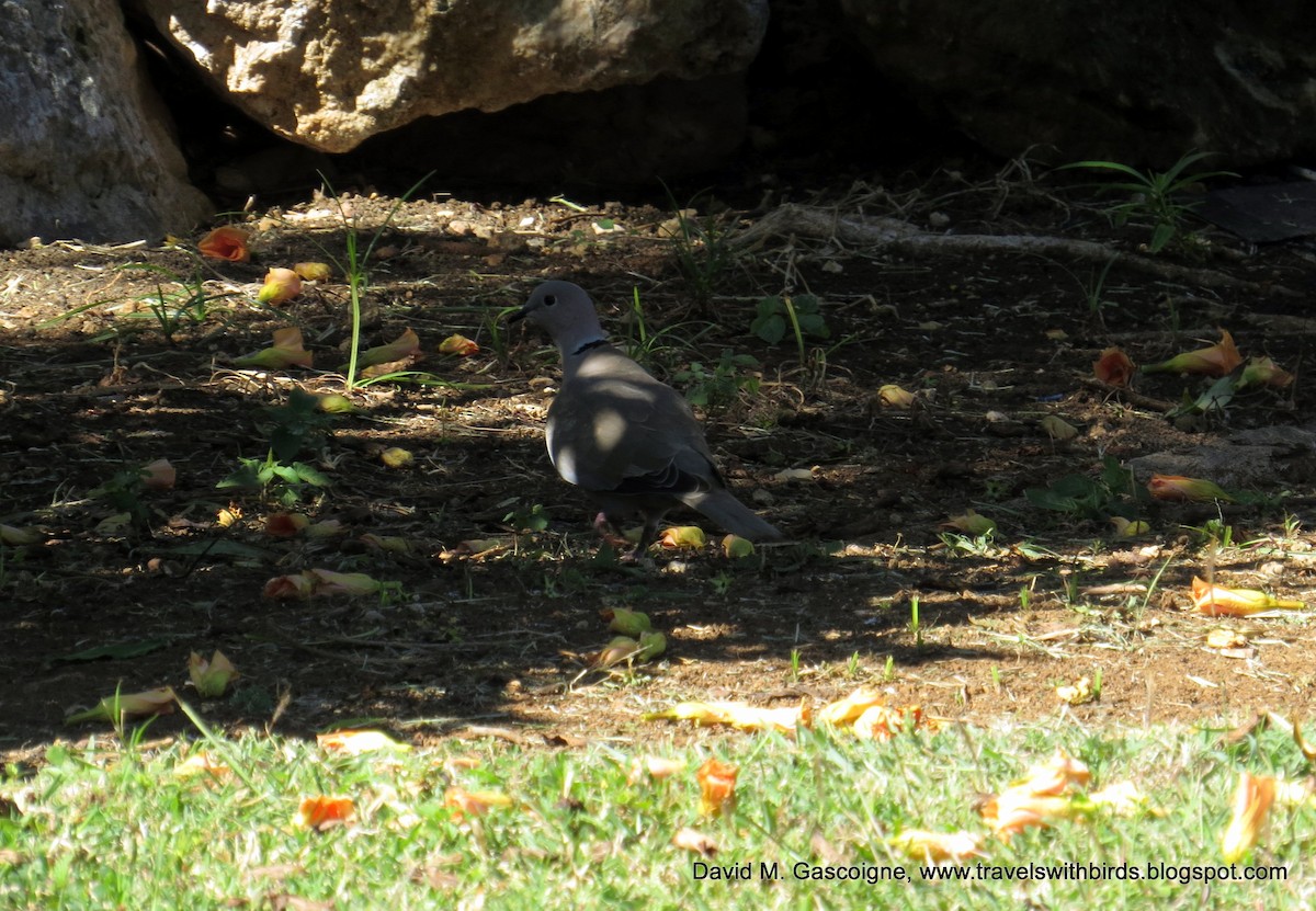 Eurasian Collared-Dove - ML205297221