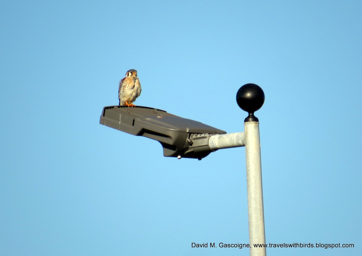 American Kestrel (Northern) - ML205297241