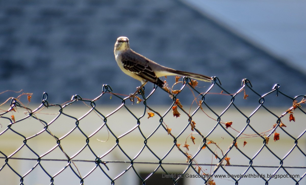 Northern Mockingbird - ML205297261