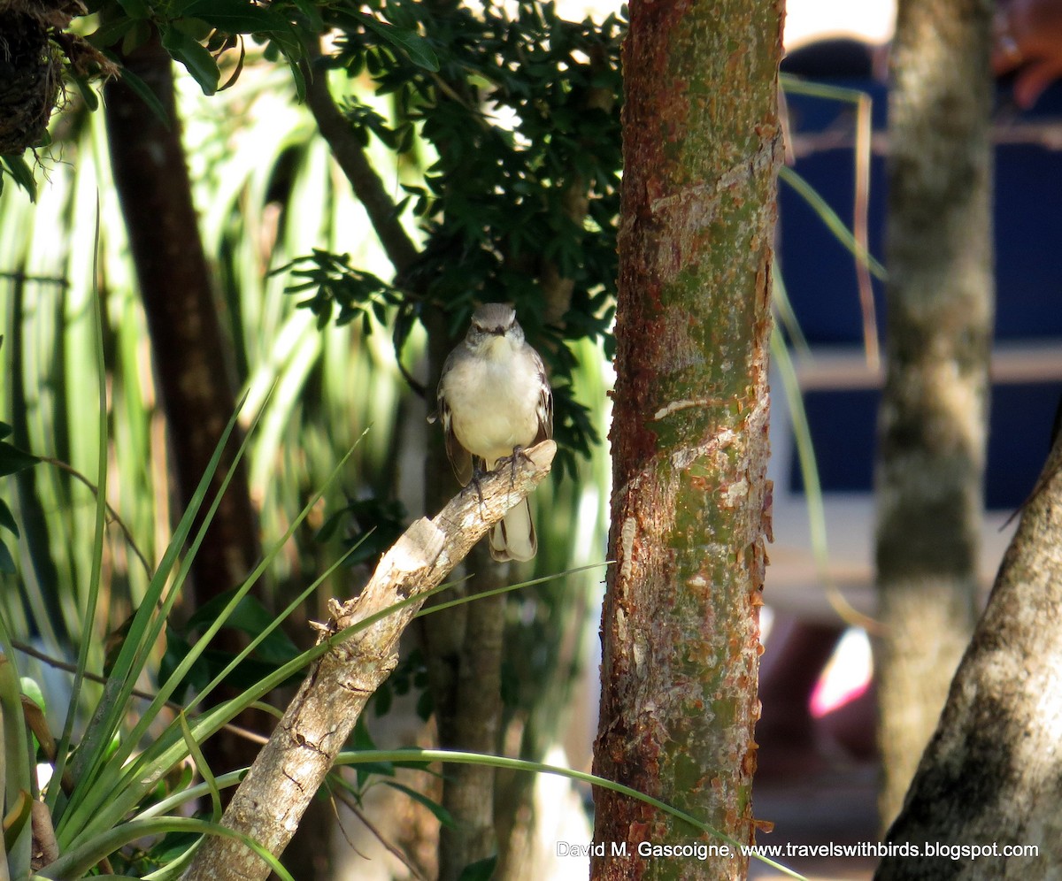 Northern Mockingbird - ML205297431