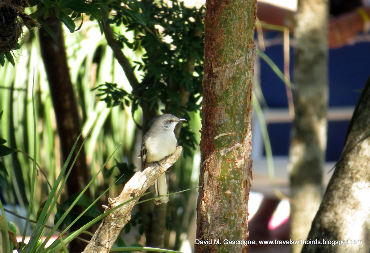 Northern Mockingbird - ML205297441