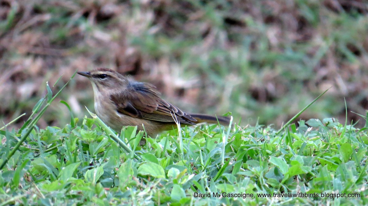 Palm Warbler (Western) - ML205297451