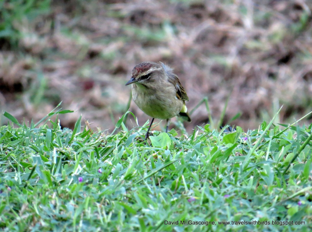 Palm Warbler (Western) - ML205297461