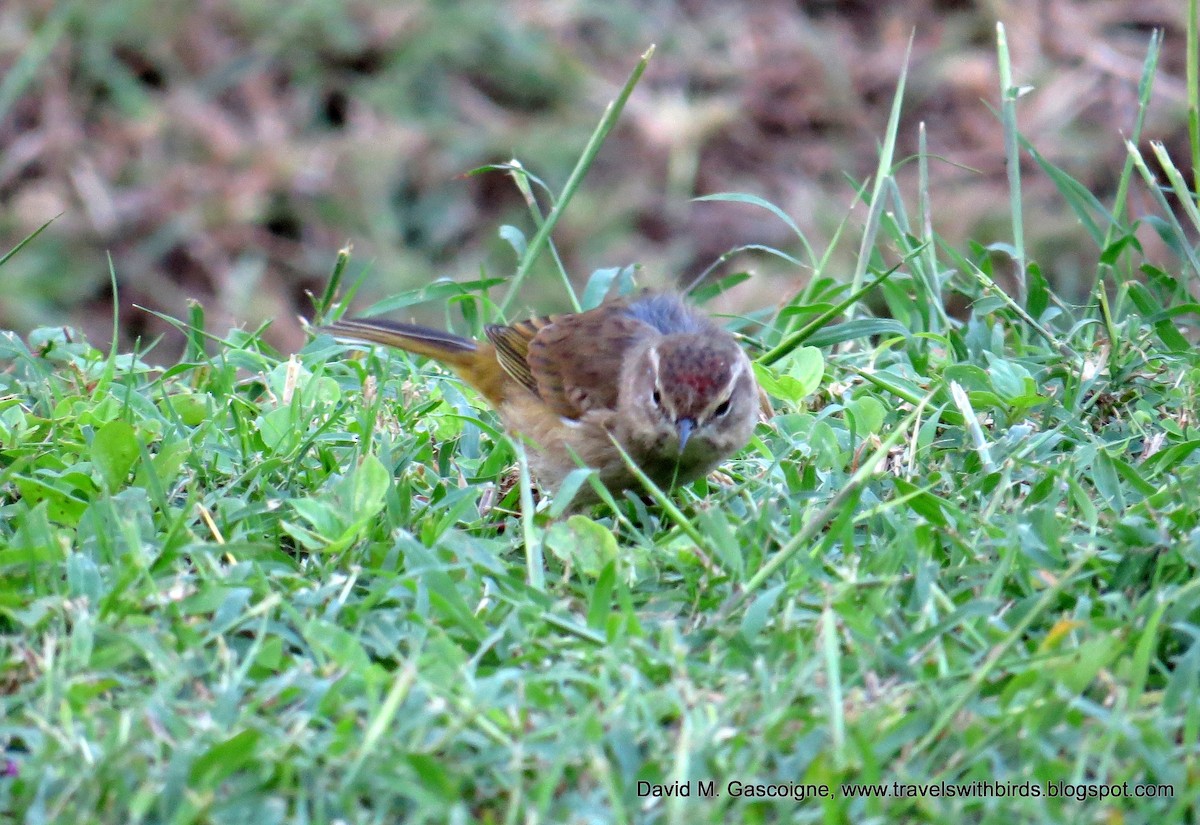 Palm Warbler (Western) - ML205297481