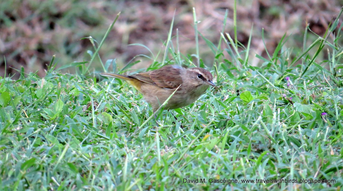 Reinita Palmera (palmarum) - ML205297491