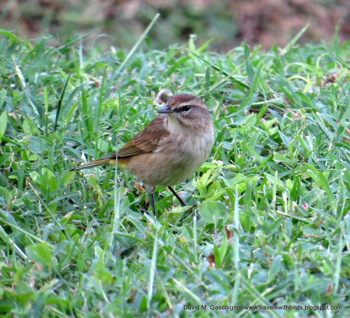 Palm Warbler (Western) - David Gascoigne