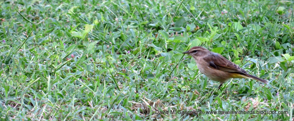 Palm Warbler (Western) - ML205297511