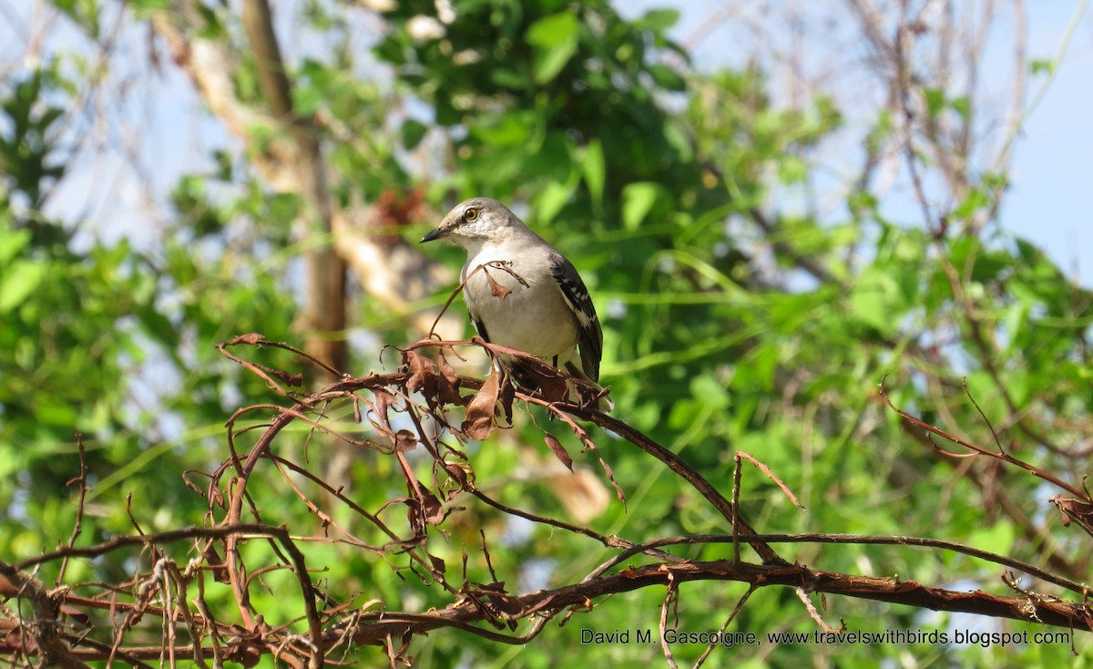 Northern Mockingbird - ML205297541