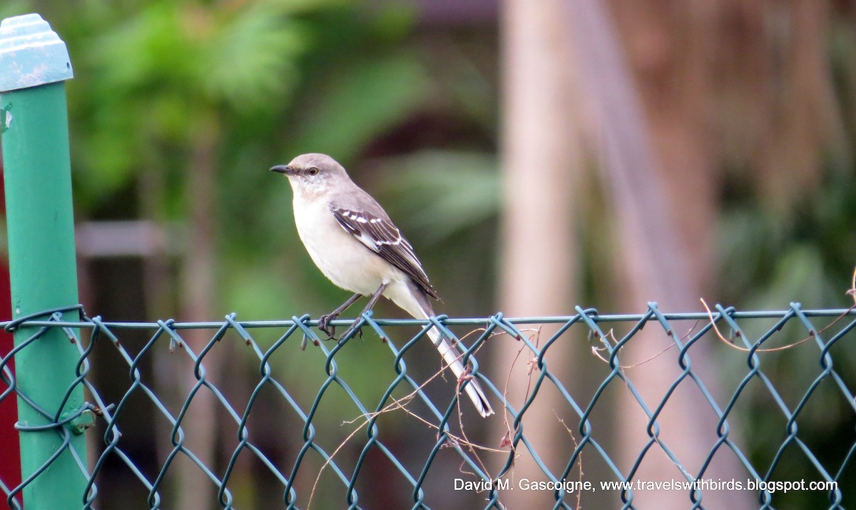 Northern Mockingbird - ML205297551