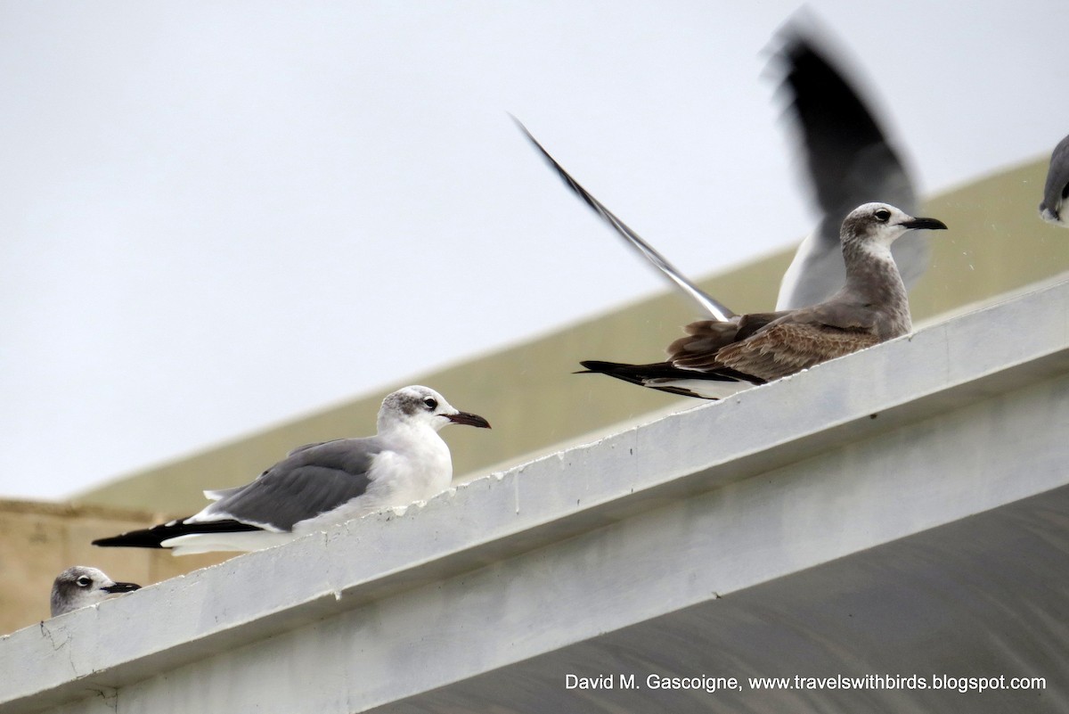 Laughing Gull - ML205297561