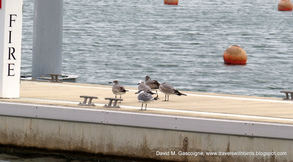 Gaviota Guanaguanare - ML205297571