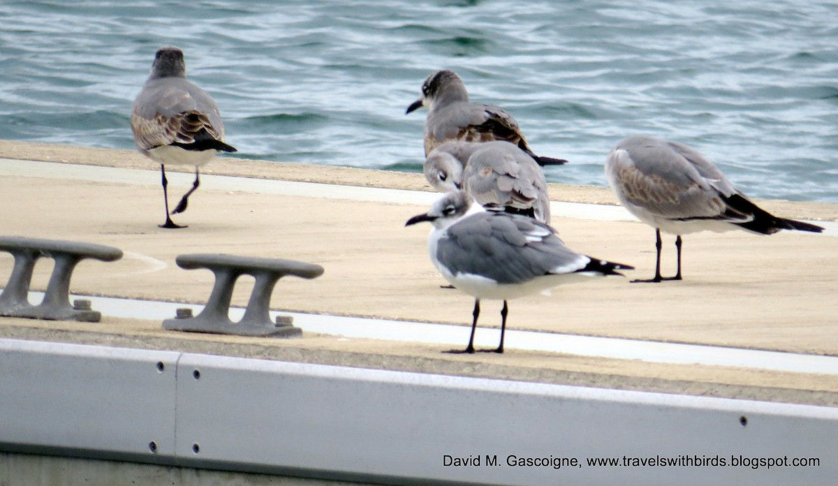 Gaviota Guanaguanare - ML205297581