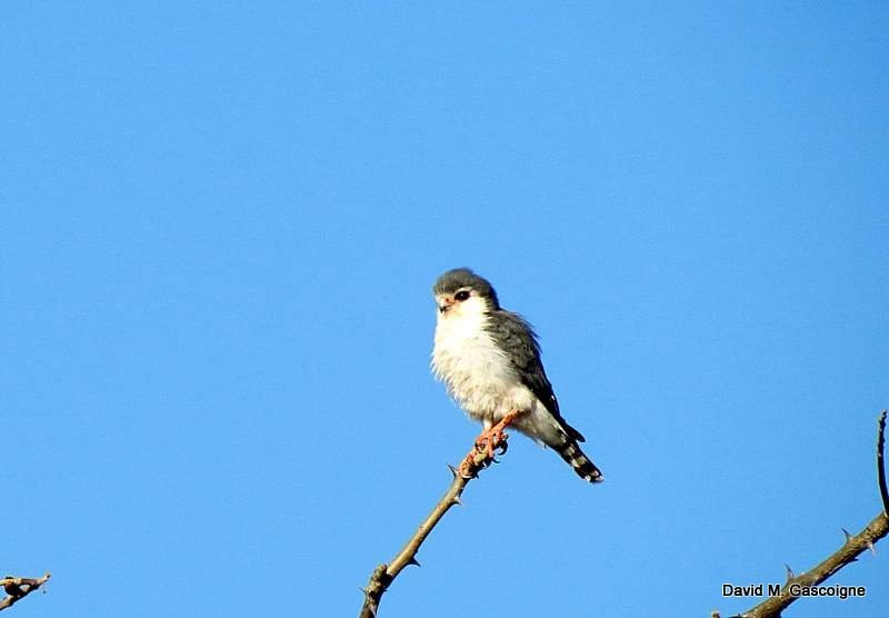 Pygmy Falcon - ML205299111