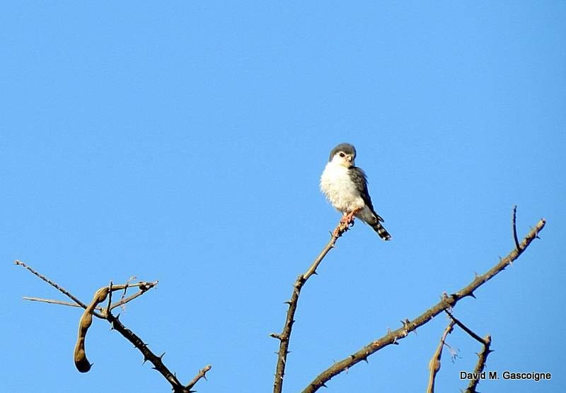 Pygmy Falcon - ML205299121